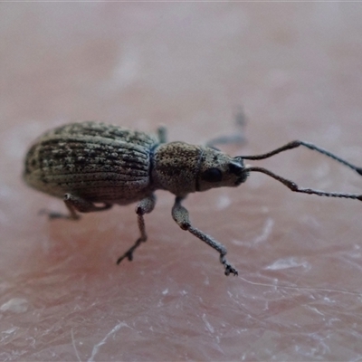 Titinia tenuis (Titinia weevil) at Murrumbateman, NSW - 8 Dec 2024 by SimoneC