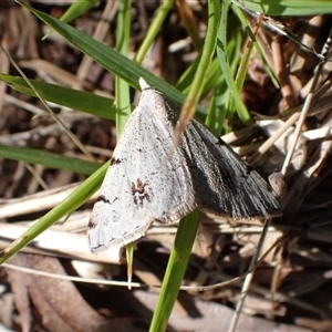 Dichromodes estigmaria (Pale Grey Heath Moth) at Murrumbateman, NSW by SimoneC