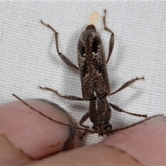 Phacodes personatus at Higgins, ACT - 8 Dec 2024 08:20 PM