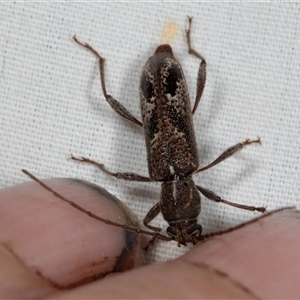 Phacodes personatus at Higgins, ACT - 8 Dec 2024 08:20 PM