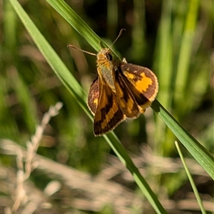 Ocybadistes walkeri (Green Grass-dart) at Isaacs, ACT by Sheridannew