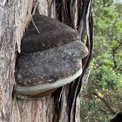 Phellinus sp. (Phellinus sp.) at Green Cape, NSW - 7 Dec 2024 by Hejor1