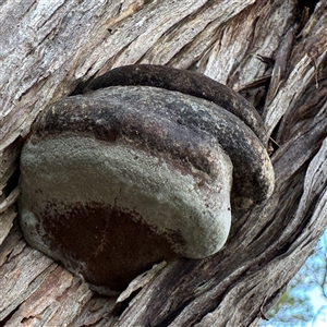 Phellinus sp. at Green Cape, NSW - 7 Dec 2024 06:10 PM