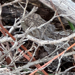 Amphibolurus muricatus (Jacky Lizard) at Green Cape, NSW - 7 Dec 2024 by Hejor1