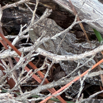 Amphibolurus muricatus (Jacky Lizard) at Green Cape, NSW - 7 Dec 2024 by Hejor1