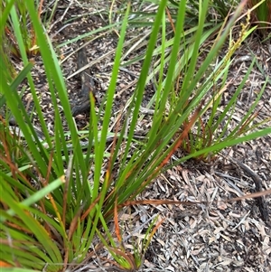 Lepidosperma sp. at Green Cape, NSW by Hejor1