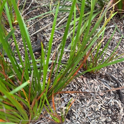 Lepidosperma sp. at Green Cape, NSW - 7 Dec 2024 by Hejor1