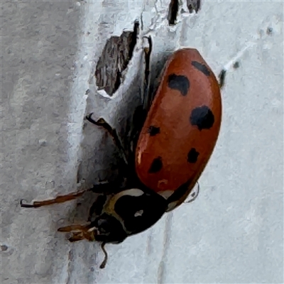 Hippodamia variegata (Spotted Amber Ladybird) at Green Cape, NSW - 7 Dec 2024 by Hejor1