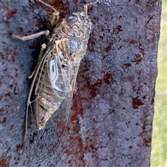 Gelidea torrida (Southern Spotted Cicada) at Green Cape, NSW - 7 Dec 2024 by Hejor1