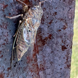 Gelidea torrida at Green Cape, NSW - 7 Dec 2024 04:09 PM