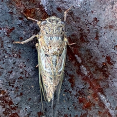 Gelidea torrida at Green Cape, NSW - 7 Dec 2024 04:09 PM