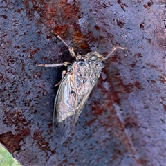 Gelidea torrida at Green Cape, NSW - 7 Dec 2024 04:09 PM