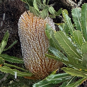 Banksia serrata at Green Cape, NSW - 7 Dec 2024