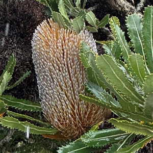 Banksia serrata at Green Cape, NSW - 7 Dec 2024 01:31 PM