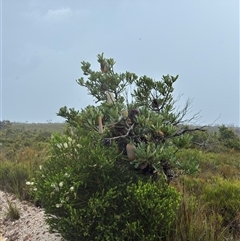 Banksia serrata at Green Cape, NSW - 7 Dec 2024