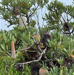 Banksia serrata at Green Cape, NSW - 7 Dec 2024 01:31 PM