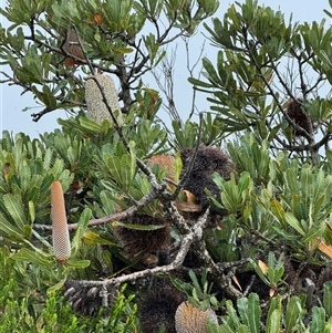 Banksia serrata at Green Cape, NSW - 7 Dec 2024