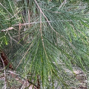 Allocasuarina littoralis at Green Cape, NSW by Hejor1