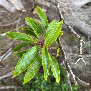 Pittosporum undulatum at Green Cape, NSW - 7 Dec 2024 01:23 PM