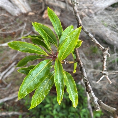 Pittosporum undulatum (sweet pittosporum) at Green Cape, NSW - 7 Dec 2024 by Hejor1