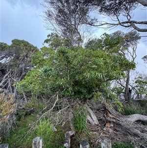 Pittosporum undulatum at Green Cape, NSW - 7 Dec 2024 01:23 PM