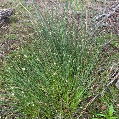 Ficinia nodosa (Knobby Club-rush) at Green Cape, NSW - 7 Dec 2024 by Hejor1