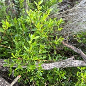 Rhagodia parabolica at Green Cape, NSW by Hejor1