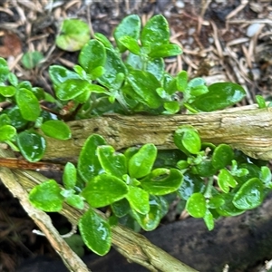 Rhagodia candolleana (Sea-berry Saltbush) at Green Cape, NSW by Hejor1