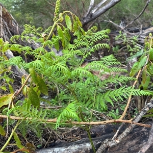 Pteridium esculentum (Bracken) at Green Cape, NSW by Hejor1