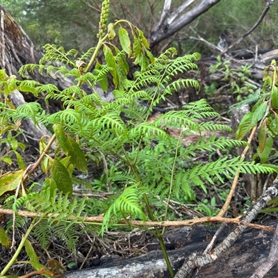 Pteridium esculentum (Bracken) at Green Cape, NSW - 7 Dec 2024 by Hejor1