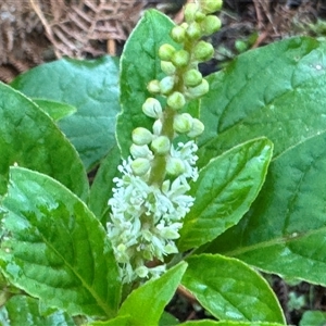 Phytolacca octandra at Green Cape, NSW - 7 Dec 2024 01:20 PM