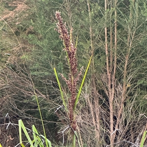 Gahnia sp. at Green Cape, NSW - 7 Dec 2024