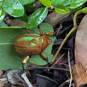 Anoplognathus sp. (genus) (Unidentified Christmas beetle) at Mount Kembla, NSW by BackyardHabitatProject