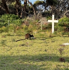 Wallabia bicolor (Swamp Wallaby) at Green Cape, NSW - 7 Dec 2024 by Hejor1