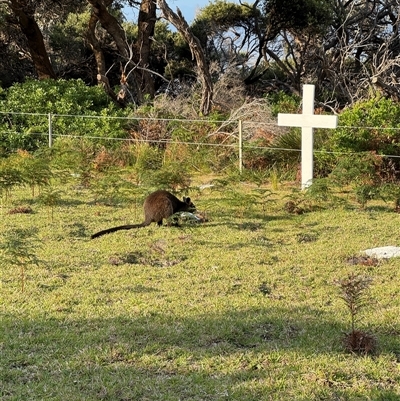 Wallabia bicolor (Swamp Wallaby) at Green Cape, NSW - 7 Dec 2024 by Hejor1