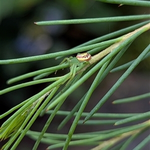 Tharpyna sp. (genus) at Mount Kembla, NSW by BackyardHabitatProject