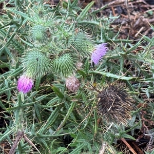 Cirsium vulgare (Spear Thistle) at Green Cape, NSW by Hejor1