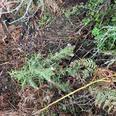 Cirsium vulgare at Green Cape, NSW - 7 Dec 2024