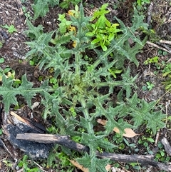 Cirsium vulgare at Green Cape, NSW - 7 Dec 2024