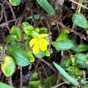 Hibbertia sp. at Green Cape, NSW - 7 Dec 2024 01:19 PM