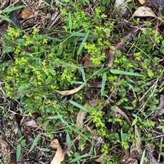 Hibbertia sp. at Green Cape, NSW - 7 Dec 2024 01:19 PM