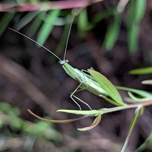 Pseudomantis albofimbriata at Mount Kembla, NSW - 5 Dec 2024