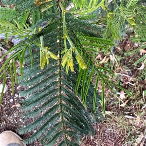 Acacia decurrens at Green Cape, NSW by Hejor1