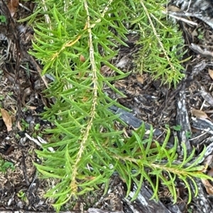 Melaleuca armillaris subsp. armillaris (Giant Honey-myrtle) at Green Cape, NSW by Hejor1