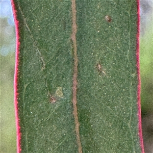 Eucalyptus longifolia at Green Cape, NSW - 7 Dec 2024