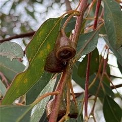 Eucalyptus longifolia at Green Cape, NSW - 7 Dec 2024 01:17 PM