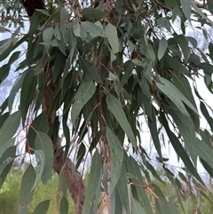 Eucalyptus longifolia at Green Cape, NSW - 7 Dec 2024 01:17 PM