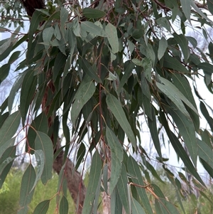 Eucalyptus longifolia at Green Cape, NSW - 7 Dec 2024 01:17 PM