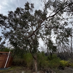 Eucalyptus longifolia at Green Cape, NSW - 7 Dec 2024 01:17 PM