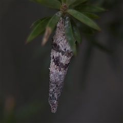 Conoeca or Lepidoscia (genera) IMMATURE (Unidentified Cone Case Moth larva, pupa, or case) at Green Cape, NSW - 7 Dec 2024 by Hejor1